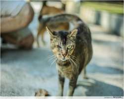 Whenever you visit the island the one foremost thing you can notice is the cats. The presence of cute cats can make your visit more worthy by playing 